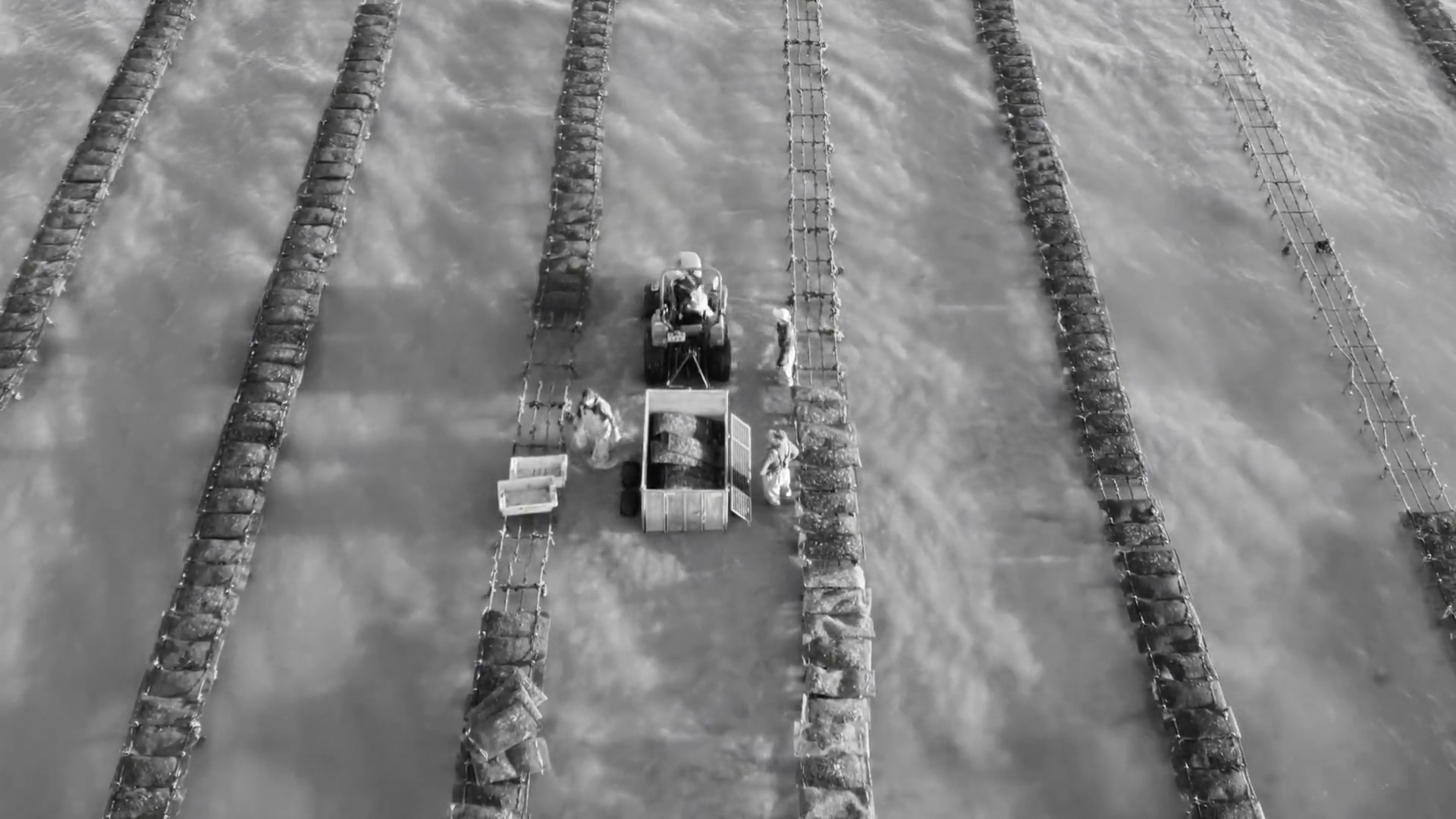 Aerial view of an oyster farm