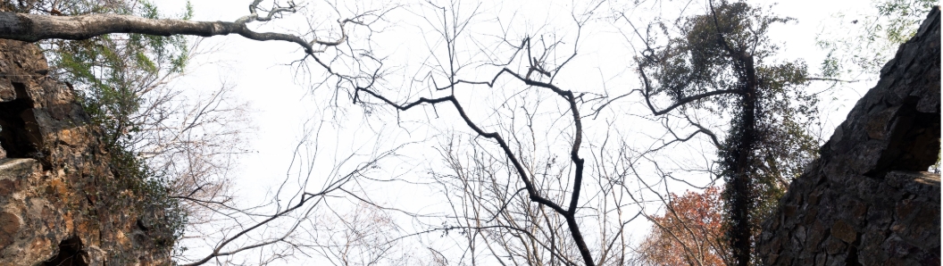 Trees above the stone ruins