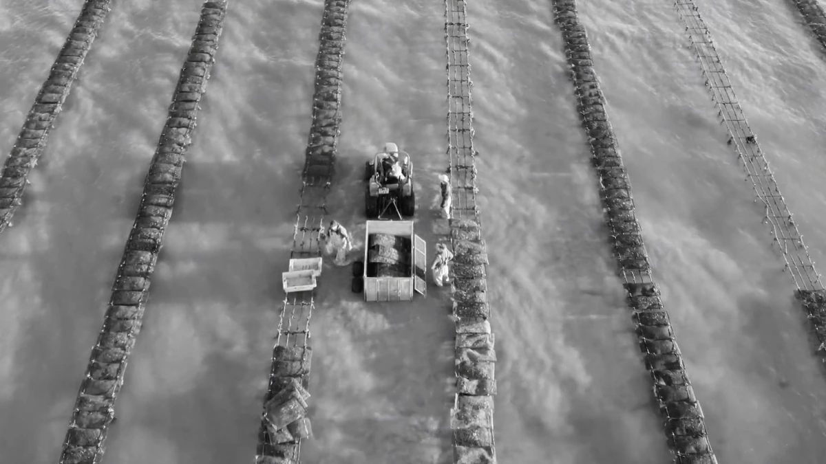 Aerial view of an oyster farm
